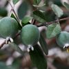 Feijoa Sellowiana 4.5In - Image 3